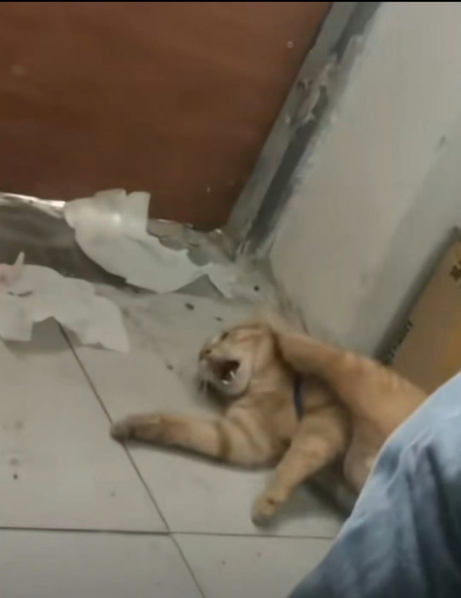 PhaedraXTeddy's tweet photo. Ever wonder what goes on in a #Chinese dorm room? The college says they cannot intervene and he may continue. 🤡🇨🇳👹
#BoycottChina🇨🇳
Go back in thread for details. https://t.co/BfKbilCjua