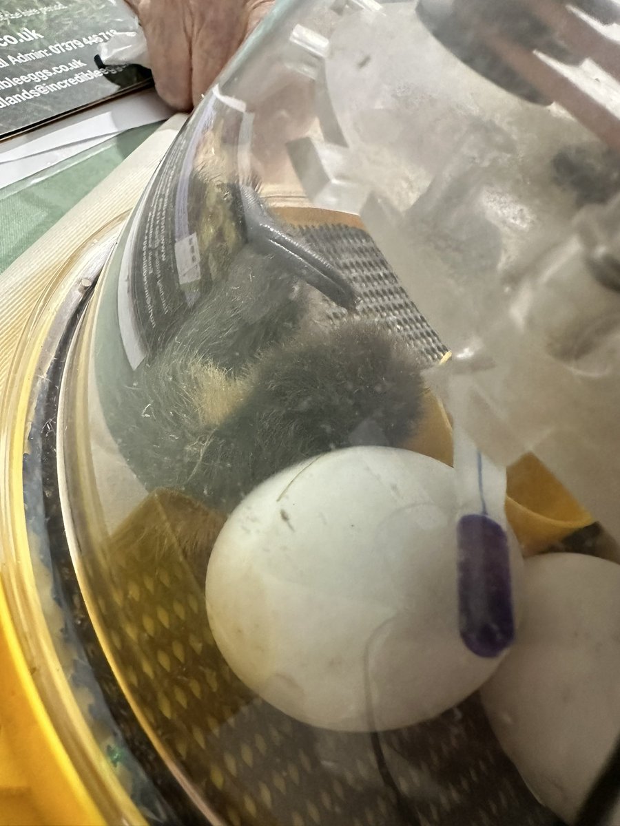 You know its a good day at work when you see Ducks hatch! Awe! The residents at Methodist Homes MHA Starr Hills absolutely adored this experience today. Watching over them and nurturing them. So good for having a moment of mindfulness 💖 <a href="/yourMHA/">Methodist Homes (MHA)</a>