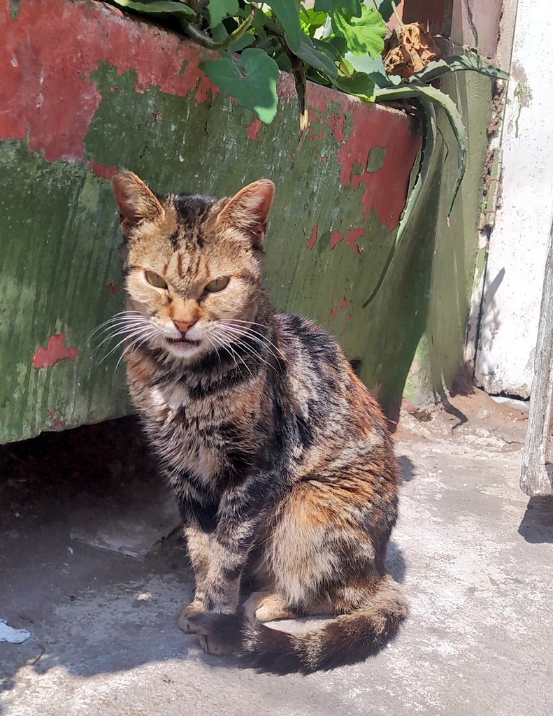 ¿Quieres adoptar a Frida o ser su madrina/padrino 🐈🐈‍⬛😼 ? Conócela a ella y sus requisitos de adopción en el post de abajo👇🏻y más casos del refugio en Los Laureles (Chorrillos centro) en el hilo fijado 😿. También donativos. Escribir al 994 887 076 (Claudio).