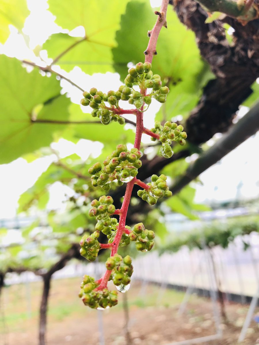 hiyoshi_farm's tweet photo. https://t.co/X5ATfnSaiM
ひよし農園です☺
毎年おなじみの『らくらくカップ』
ジベ処理ってやつです👍
以上🫡
#福岡県
#朝倉市
#ひよし農園
#ぶどう農家
#ぶどう
#巨峰
#ピオーネ
#シャインマスカット
#ナガノパープル
#食べて笑顔になるぶどう
#Sol
#CafeSol
#農業女子
#直売所
#産地直送 https://t.co/yJVtZSJYIU