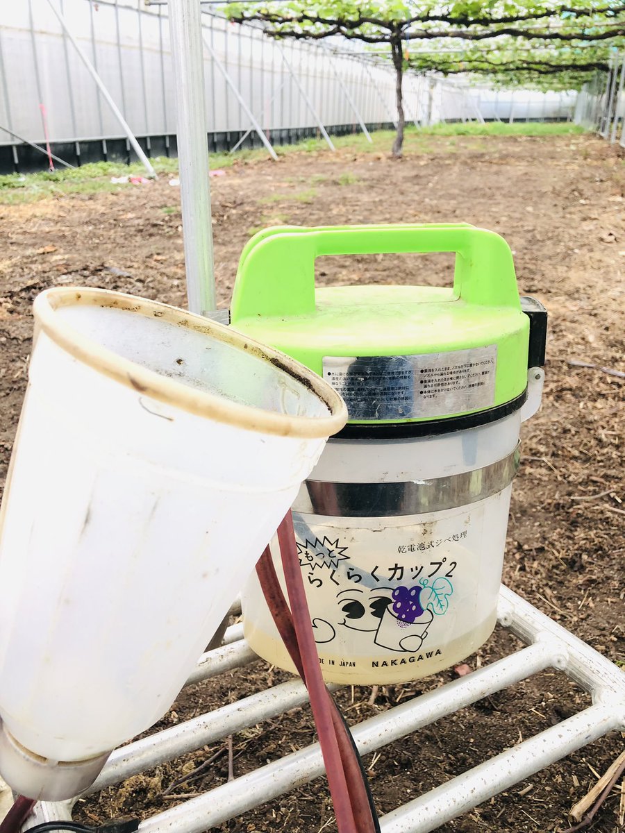 hiyoshi_farm's tweet photo. https://t.co/X5ATfnSaiM
ひよし農園です☺
毎年おなじみの『らくらくカップ』
ジベ処理ってやつです👍
以上🫡
#福岡県
#朝倉市
#ひよし農園
#ぶどう農家
#ぶどう
#巨峰
#ピオーネ
#シャインマスカット
#ナガノパープル
#食べて笑顔になるぶどう
#Sol
#CafeSol
#農業女子
#直売所
#産地直送 https://t.co/yJVtZSJYIU