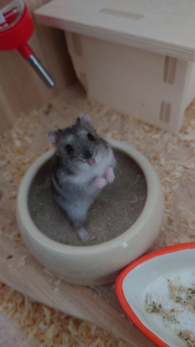 Neonmeron's tweet photo. @vilumirri Hampster 🐹 https://t.co/Bo4PwKs7ea