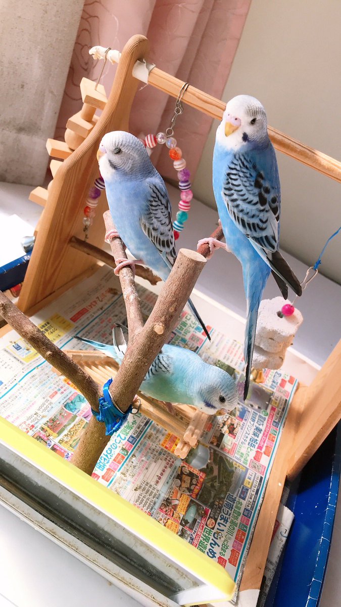 LiN690807's tweet photo. 久しぶりのTwitter(X)、、、🥹

ここ最近の出来事だと、この春に祖母の家で飼ってた🦜が卵を産み🥚
かわい子ちゃんが一気に3羽も増えたもんで、家の中がてんやわんやしています😂笑
先住インコの2羽も最初は動揺してたけど、もう慣れてみんなと遊ぶようになって良かった🥰 https://t.co/sTVzPMpRtt