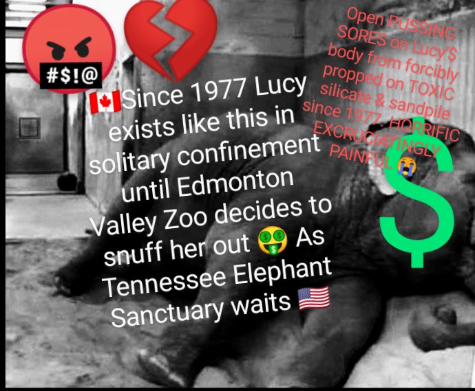JulieKi53713414's tweet photo. Tuesday April 23/24
๐จ๐ฆ๐๐โ๏ธ๐ต
@CityofEdmonton FULLY aware of MONTHLY calculation$ of Lucy'$ worth EACH month ๐๏ธ๐งฎ
๐ค Zoo$chool = HUGE
๐ค @BuildingOurZoo BEHIND THE SCENE$ INTERACTION$ = HUGE
๐ค TORTURE 'art'
๐ค #AnimalMortalityInsurance ๐โ ๏ธ
$he'$ #MONEY
#FollowTheMoney https://t.co/OsvH8di7tq