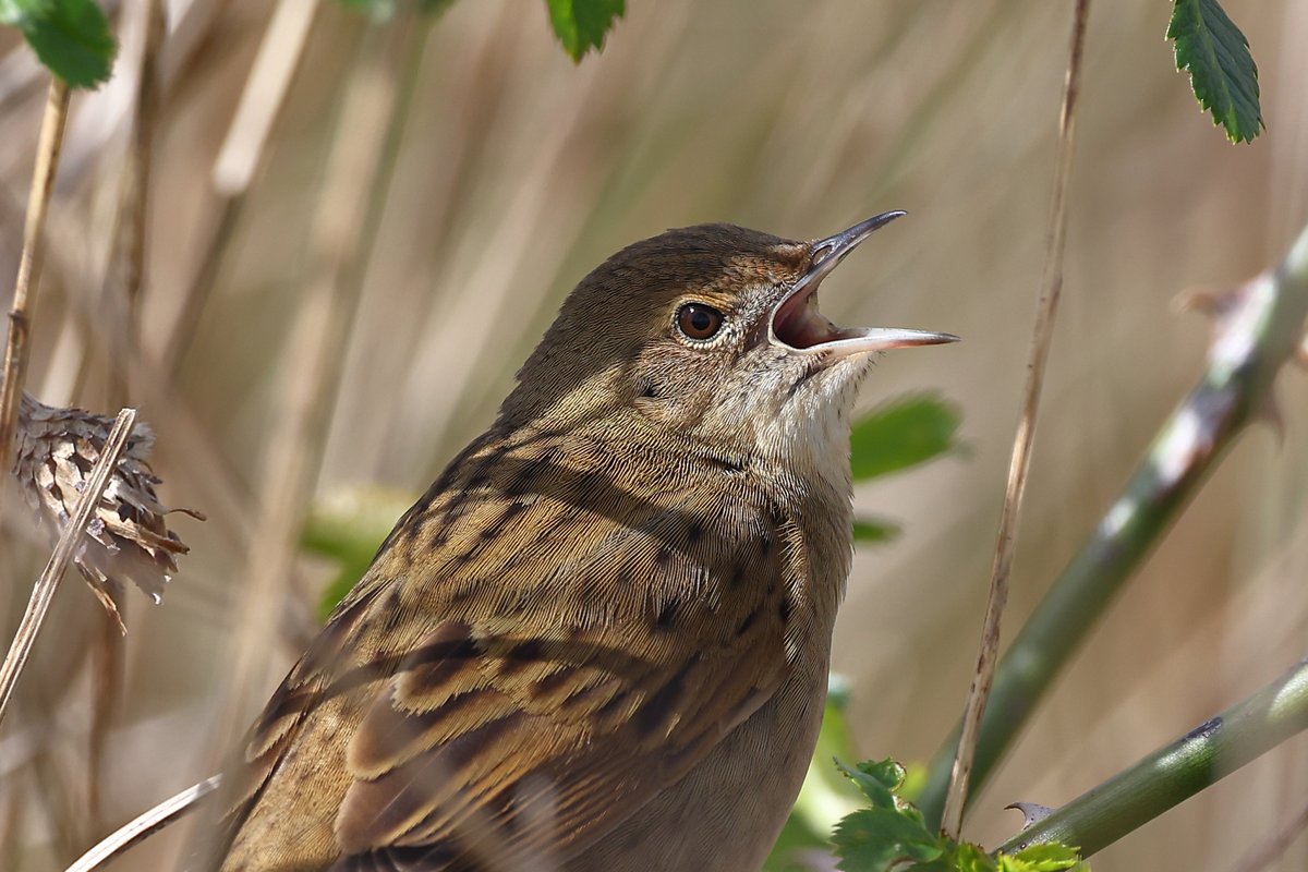 Northumberland Grasshopper Warbler in song, as the sun made a brief appearance.