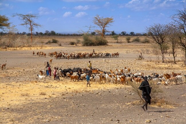 A small-scale surveillance system in Tanzania could provide insights on potential livestock-to-human infections. Led by @WSUPullman in collaboration with @UofGlasgow’s Prof @CleavelandSarah could also help protect livelihoods. More ➡️gla.ac/3UuB3PK