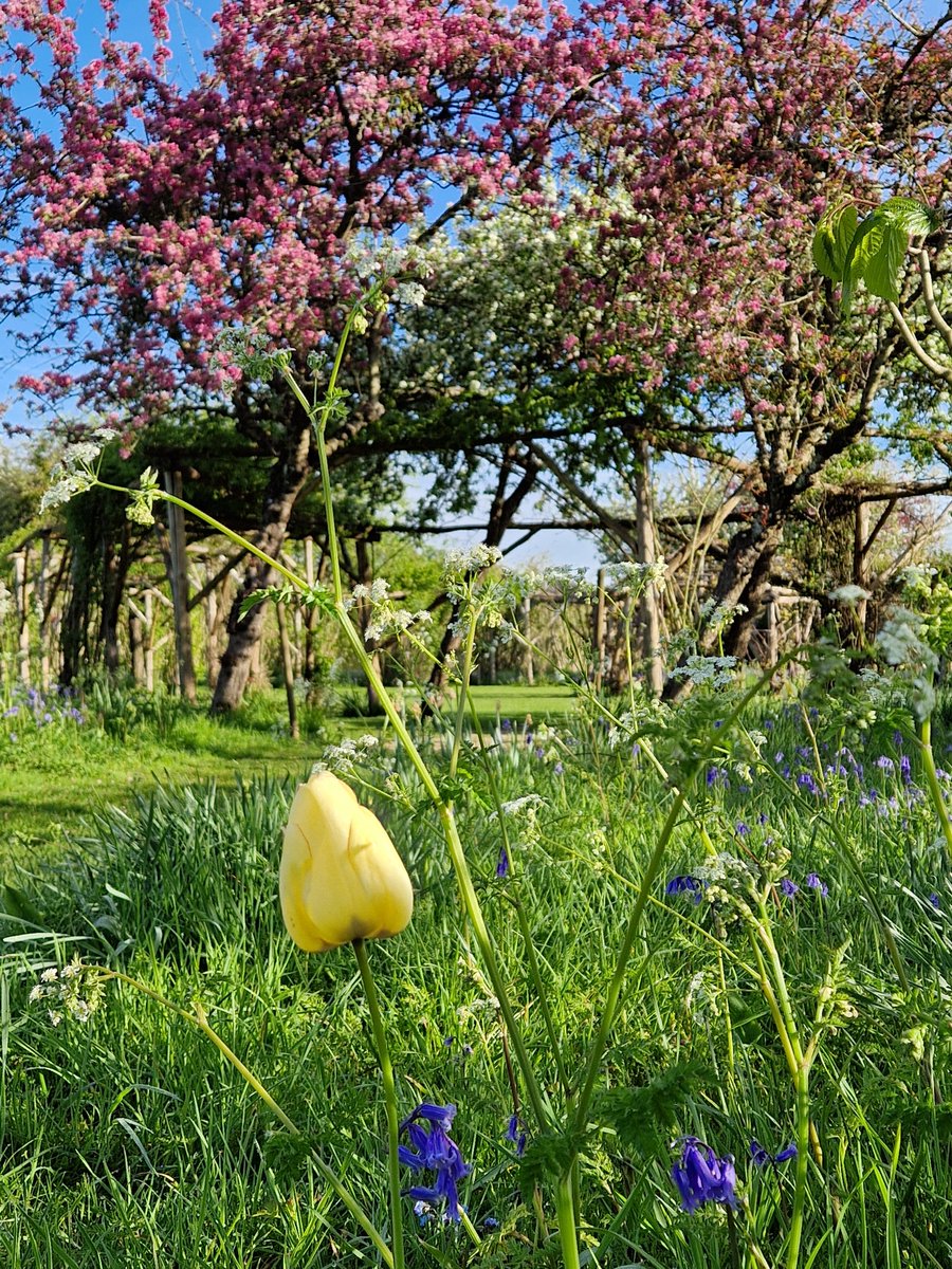 With crab apple blossom, bluebells, wildflowers, and birdsong, the Nut Garden provides a serene and peaceful haven in which to refresh the spirit! #beautifulplaces #nature #visitkent #tranquility #explorekent #naturelovers #mindfulness #penshurstplace #penshurstplaceandgardens