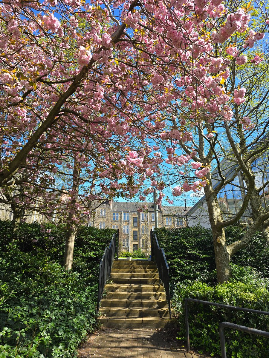 #CherryBlossom season has arrived at our Paisley campus!🌸#LifeAtUWS