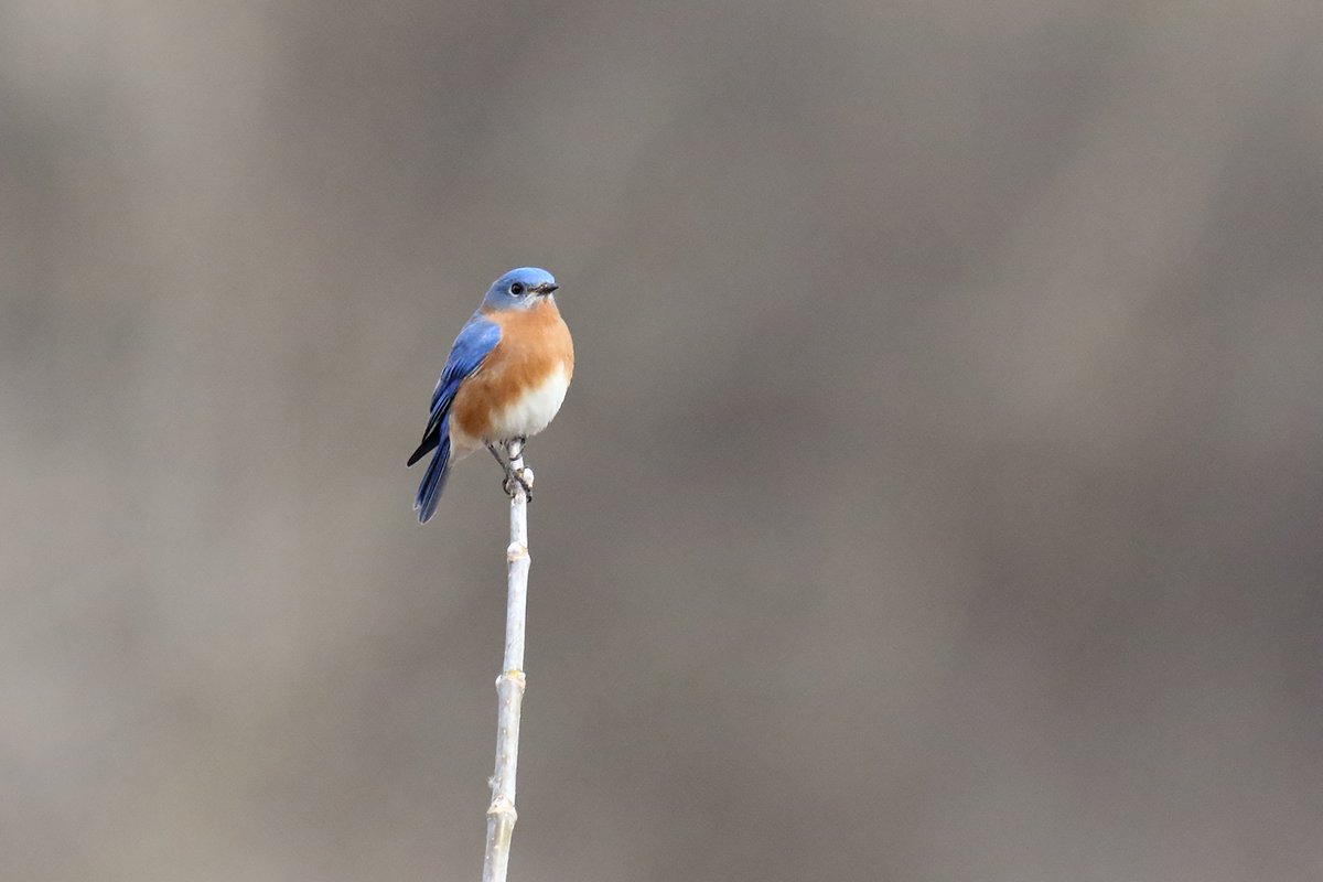 Have you seen any bluebirds lately? Insects make up most of a bluebird's diet, but they'll also eat a variety of fruit. Watch for these birds along fields and open woodlands. 📷 courtesy of Gordon Garcia