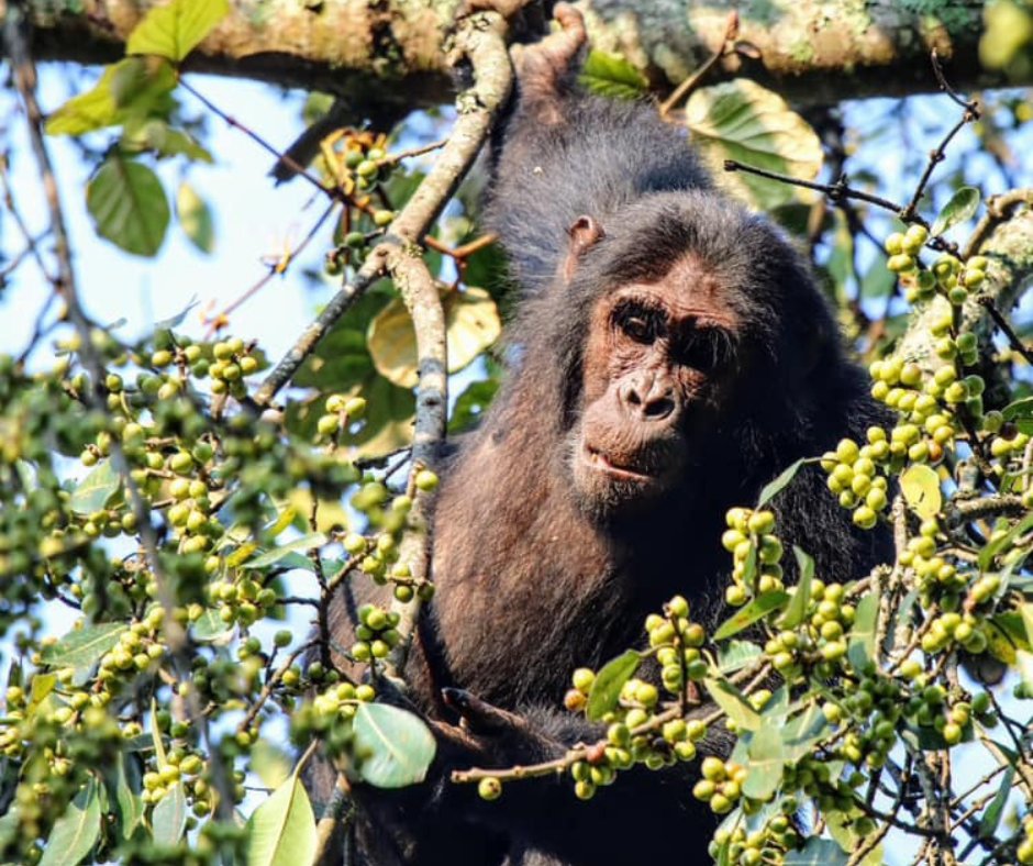 Connect with nature in Nyungwe National Park, a world of untamed biodiversity and conservation excellence. Perfect  for conservation enthusiasts, birders, primates and nature lovers, Even in Low season Nyungwe promises an immersive experience like no other. #nyungwenationalpark