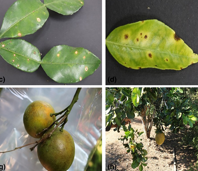 BSPPjournals's tweet photo. 🍋🍊Characterization of Colletotrichum species obtained from citrus in northern Thailand and introducing a new host record for C. plurivorum: https://t.co/MAxOu6q4EU https://t.co/0GCZ8NytWP