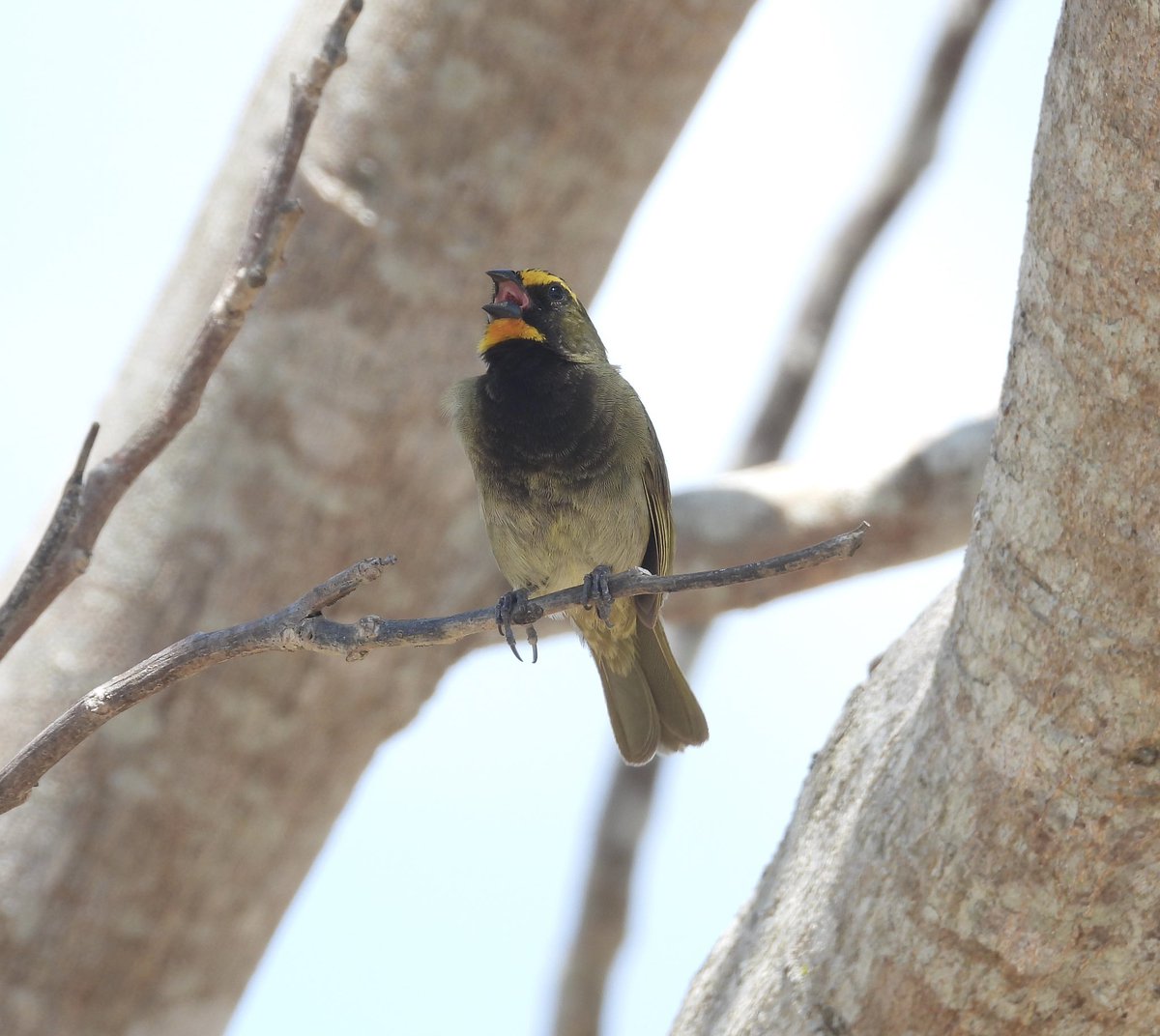 Good morning beautiful people! Belizebirds #outdoorsisfree #yellowfacedgrassquit