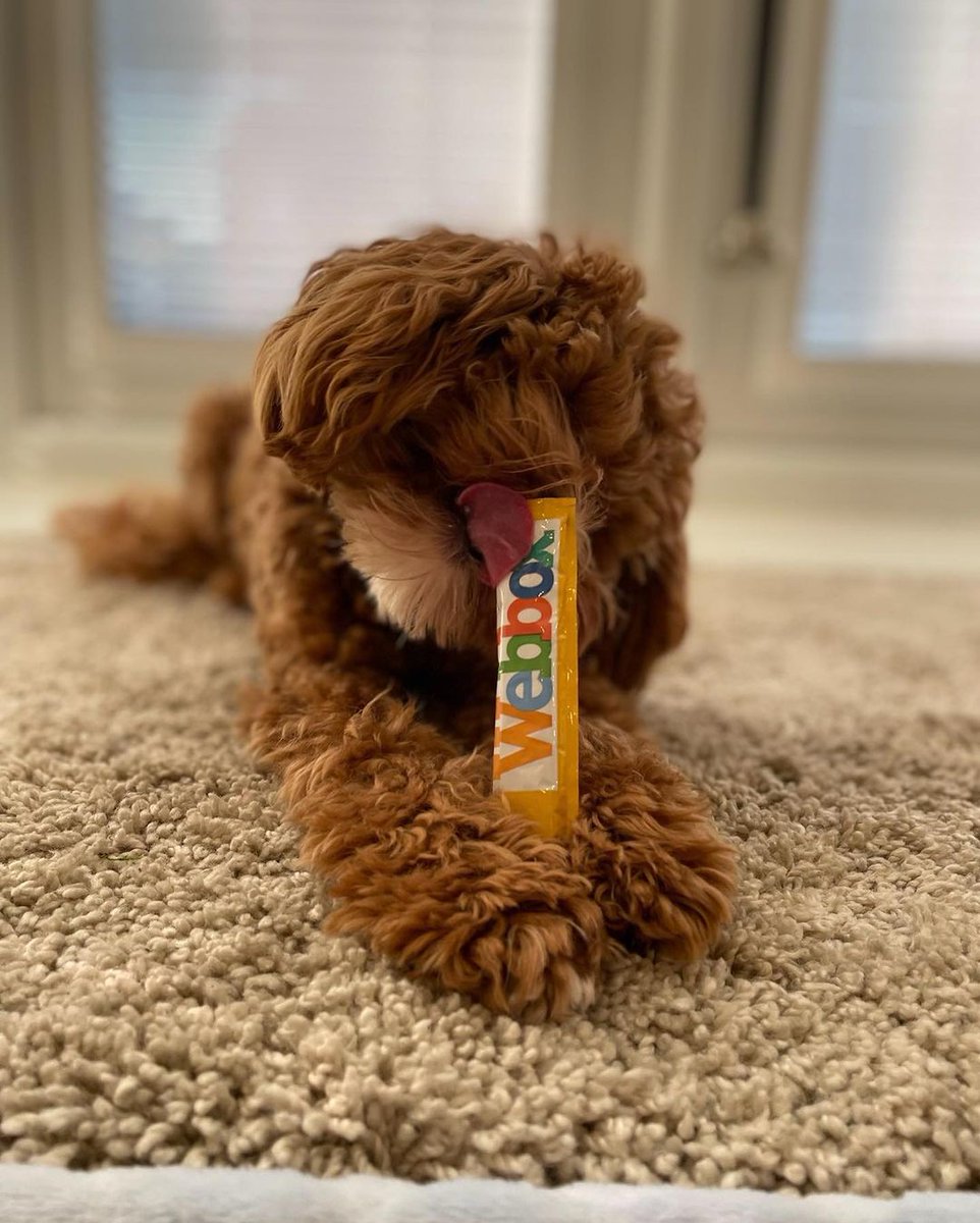 Does anyone else's dog hold their own treats? 📷@jesse_the_cavapoochon
