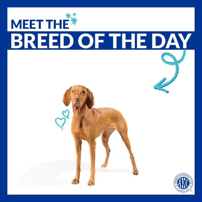 Energetic, affectionate, and gentle. Meet the Vizsla→ bit.ly/2Vv9UNX #ThisisAKC