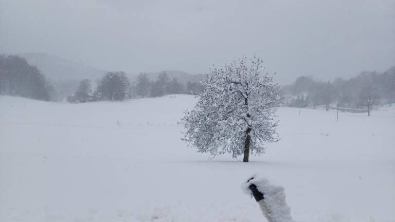 vincenzo5151's tweet photo. Sarà anche l’ultima neve di primavera, ma alla fine di aprile una bufera a poco più di 20 km da Gorizia non ricordo di averla mai vista.
#Loqua
#Slovenia https://t.co/qQPEo5uVrO