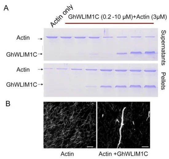 Silencing of a Cotton Actin-Binding Protein GhWLIM1C Decreases Resistance against Verticillium dahliae Infection mdpi.com/2223-7747/11/1… #plantscience ♻️