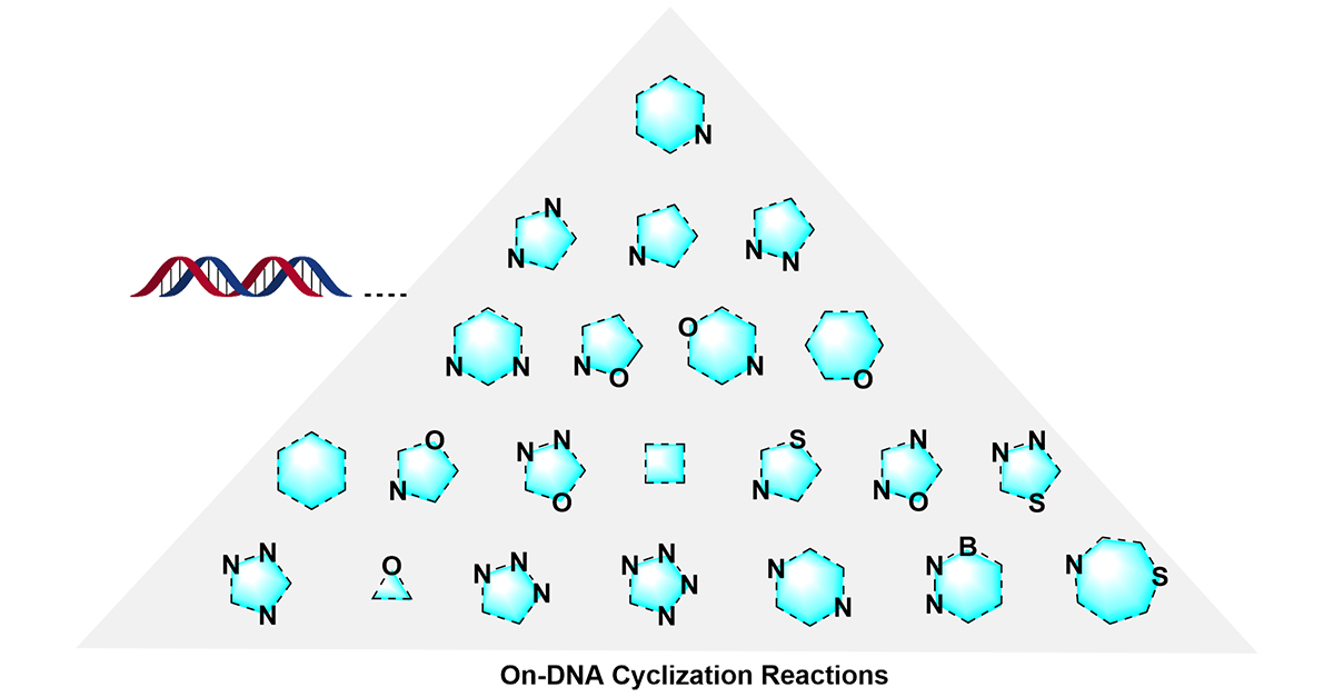 thiemechemistry's tweet image. Jing Feng and Guansai Liu (@HitGenInc) provide an overview of cyclizations performed on-DNA as a strategy for preparing highly diverse DNA-encoded libraries #ScienceOfSynthesis (Eds. J. Scheuermann and Y. Li) 🤓

📖 brnw.ch/21wJ5o3
