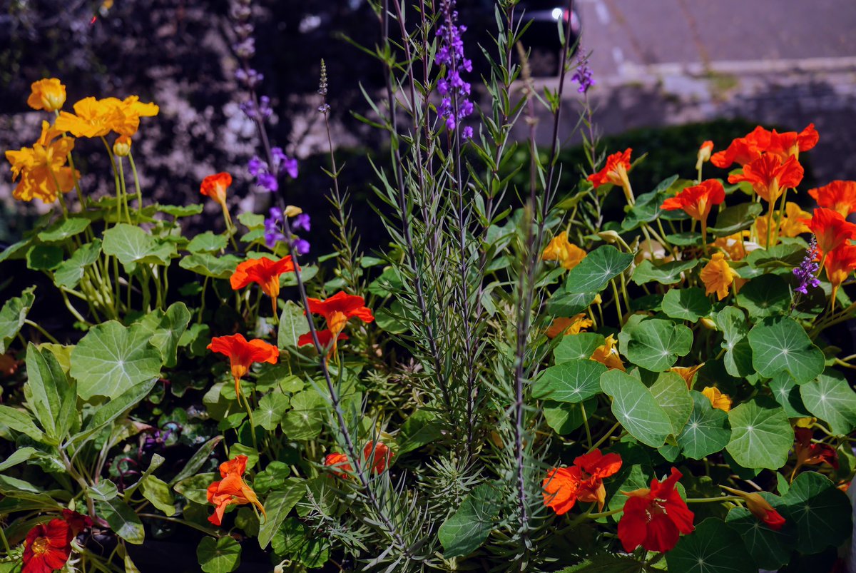 🪴🌸 #Islington Gardeners annual plant sale this Sunday 28 April! Head down to @Theoldengarden, N5 1NJ, 2-4pm, to browse the range of plants, shrubs, house plants and more on offer! Plus #free activities for children, and info on #IslingtonInBloom! Link in comments👇