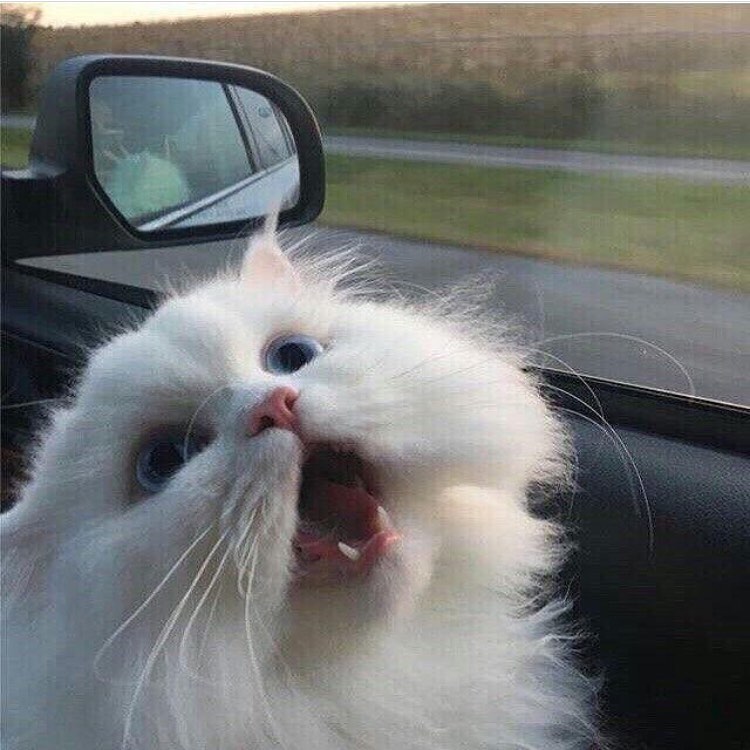 PunchingCat's tweet photo. https://t.co/eylGEXlRwE