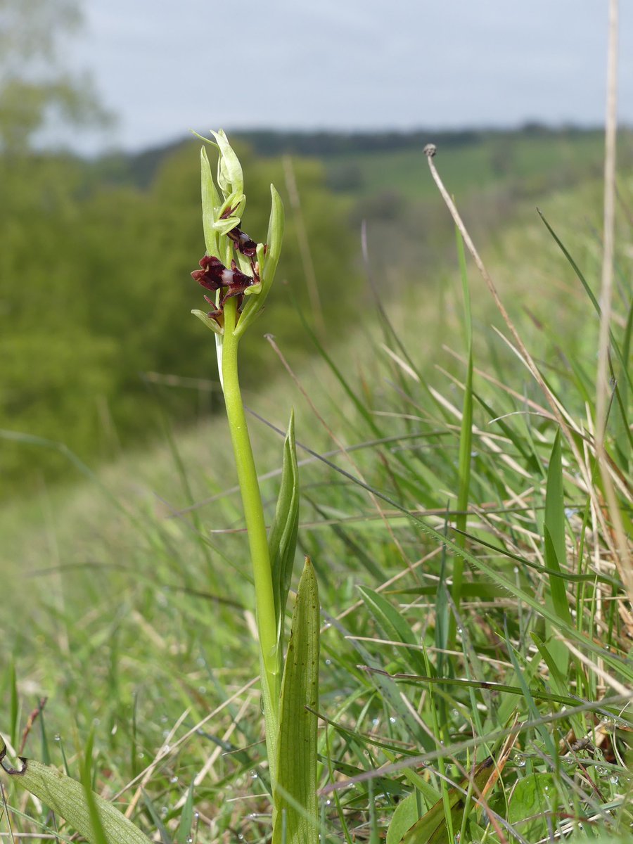 So may not be the first Fly Orchids in the country , But conceivably Gloucestershire this am , two spikes flowering six more on the way , Stroud Valleys @ukorchids @EuropeanOrchids @wildflower_hour @FloraConsUK