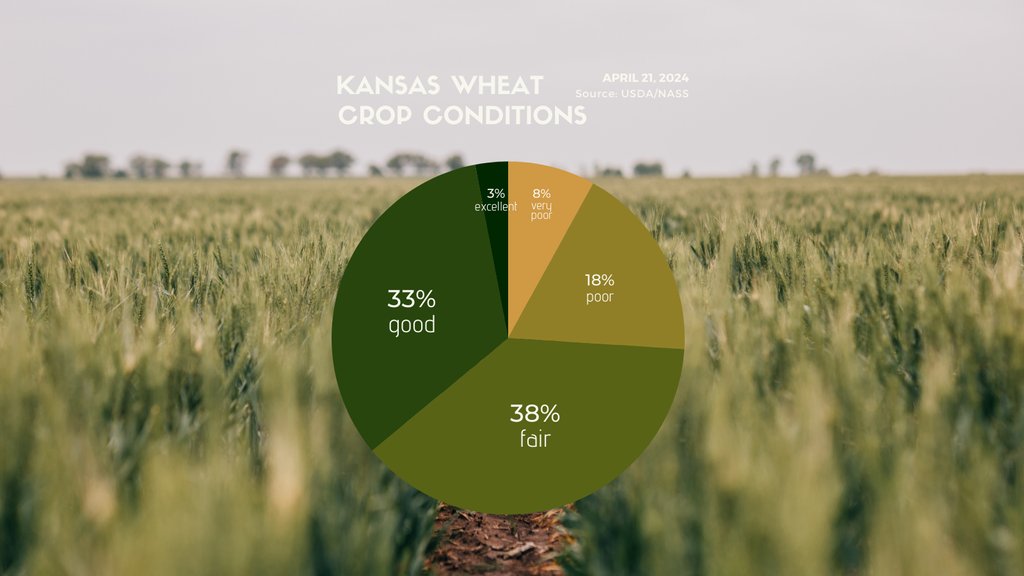 Winter #wheat condition rated 8% very poor, 18% poor, 38% fair, 33% good, and 3% excellent. According to @usda_nass.