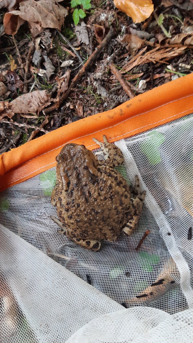 froglifers's tweet photo. This beautiful #CommonToad was spotted in #Glasgow at a local park during some #PondDipping. 

The bumpy skin, oval glands behind the eyes and shorter legs are distinctive to our common toad species. https://t.co/SWRnKlTK9Q