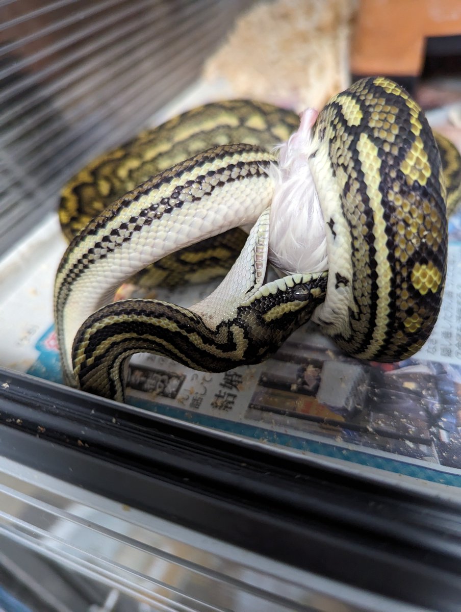 forsteri_SP's tweet image. ダイヤブレッドリーGストライプ
とりあえず餌食べてくれて安心
#カーペットパイソン
#carpetPython