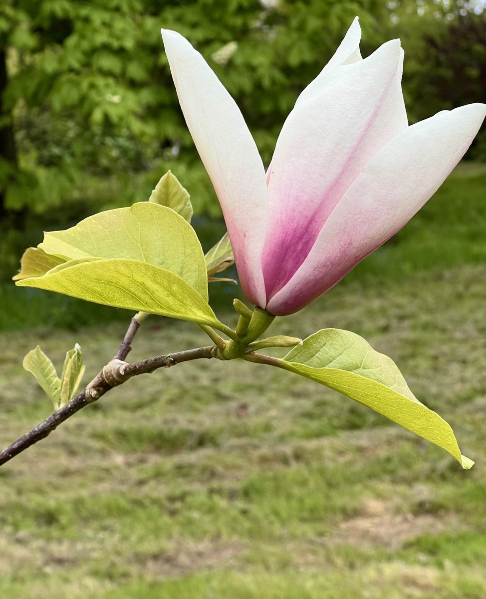 Magnolia ‘Big Dude’ to brighten a cloudy day. 

#magnolia 
#floweringtrees #spring #bordehillgarden