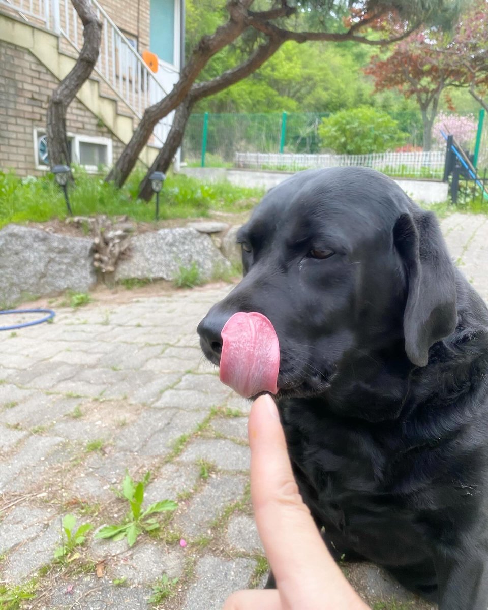 반쯤 먹고 남은걸 테이블에 둔 채 한참 밭일하는데 어디선가 첩첩첩 소리.. 우리집 식탐의 개, 본능을 이기지 못하고 테이블 위로 올라가서 남은걸 먹어치운 것.. 테이블 아래 산쵸는 안절부절 ‘쟤 저러면 안되는거 아냐?’의 눈빛으로 날 보고.. 쫓아가 야단쳐봐야 소용없다..