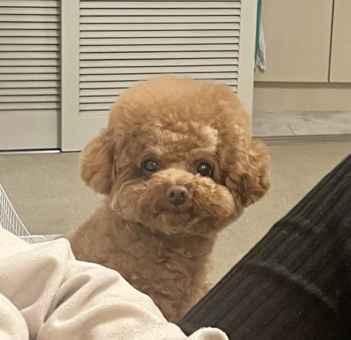 uni_toypoodle tweet picture