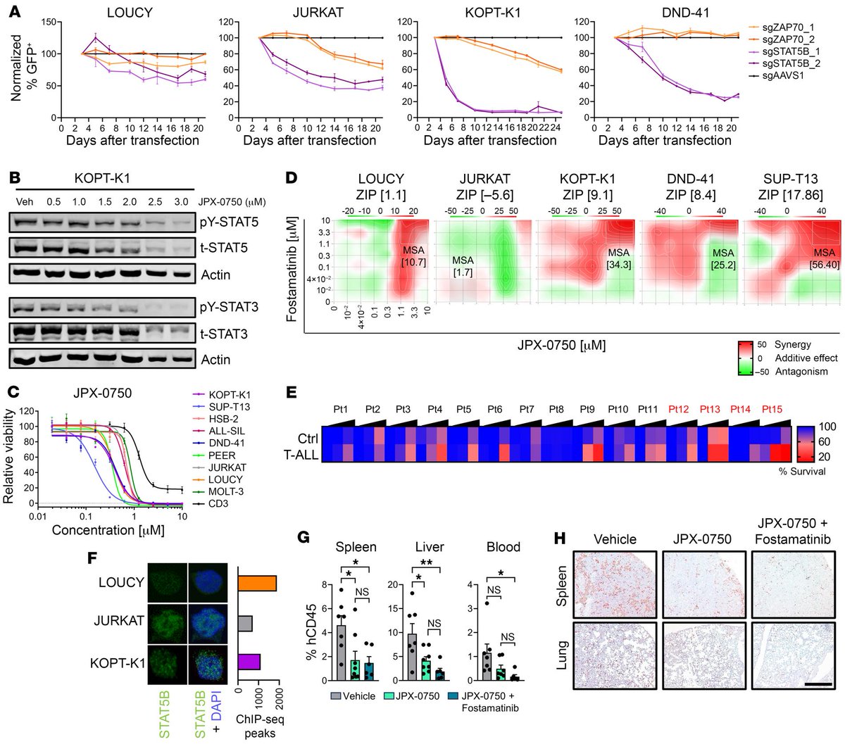 GunningLabUofT's tweet photo. Excited to share our latest work with the #JAKSTAT research network led by @richard_moriggl @VetmeduniVienna in @jclinicalinvest! We show that hyperactive #STAT5 mimics TCR signaling in T-ALL, identifying STAT3/5 degraders & ZAP70 inhibitors as a synergistic therapeutic strategy! https://t.co/O9L5bQcTd2