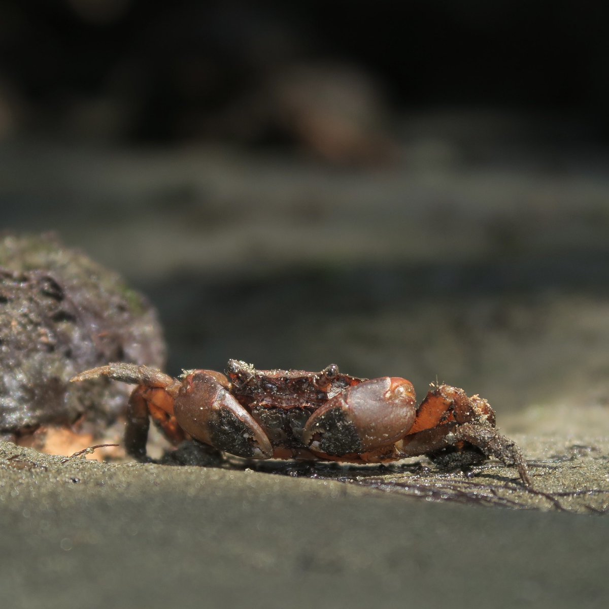 こんばんは。フィジーにいたヒラモクズガニの仲間です。日本にいるUtica borneensis とNew Caledoniaで出たU. barbimanaは同種である可能性を指摘する論文もありますが、産地の近い後者で仮置きです😅
Utica cf barbimana, found in a mangrove in Fiji. #crab #カニ