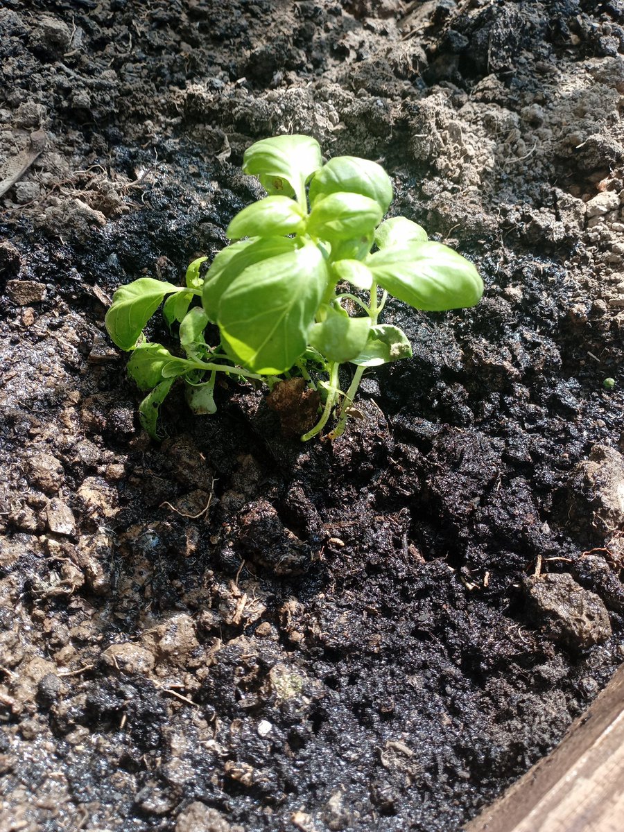 It was still cold last nights. But tomatoe🍎 plants in greenhouse looking good! A lot different old plants. Can preserve a lot tomatoe sauce with my own onions, garlic & herbs from garden. 😊👍🙏❤️🤍🕊️💌