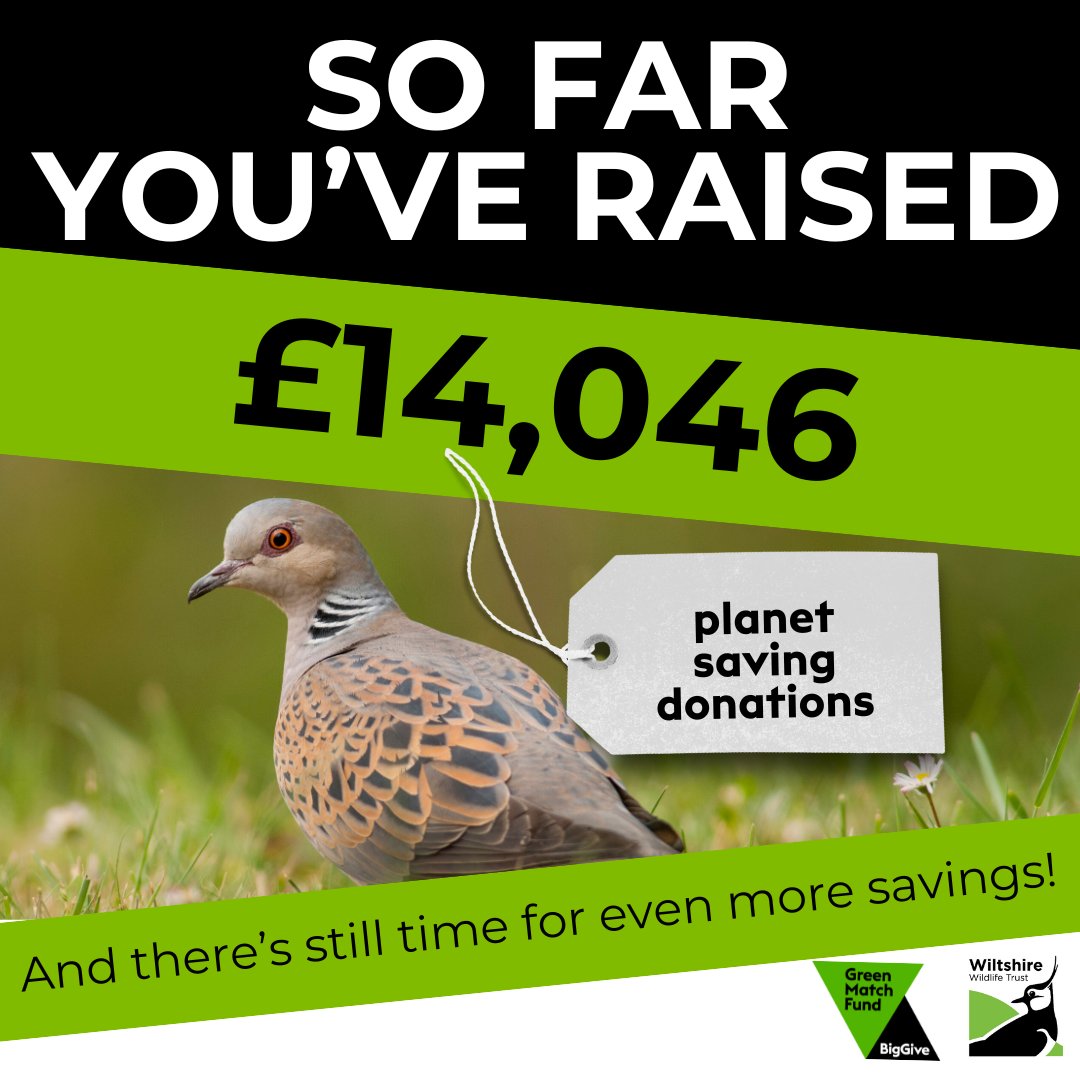 We are 70% of the way to reaching our @BigGive target! With just 2 days left to donate, double your donation and make double the difference to turtle doves in #Wiltshire today at: bit.ly/3vgJPHv #GreenMatchFund #2for1