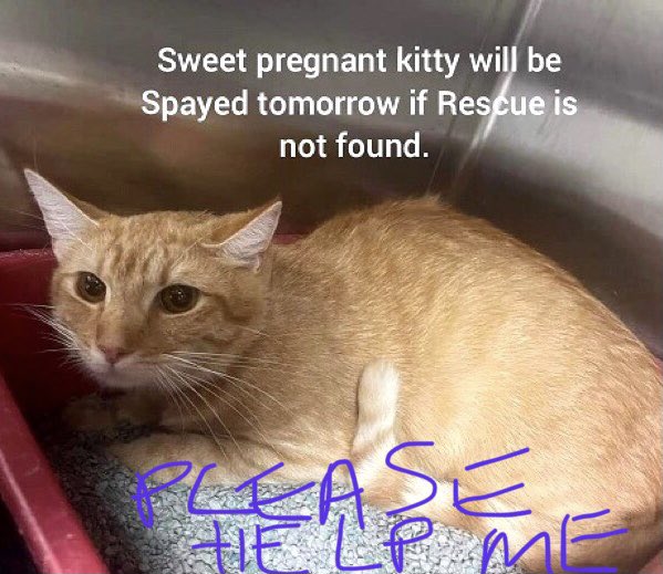 🆘CODE RED: EMERGENCY🆘 Extremely scared, sweet, loving MOMMA-TO-BE is facing the loss of her UNBORN #KITTENS and needs #IMMEDIATE #RESCUE‼️ PLEASE #RT #PLEDGE #FOSTER #ADOPT - ALL you can do to #HELP✔️ #cats #rescue @cobbkitties #MARIETTA #GA #SharingSavesLives RT@JLthekid9999