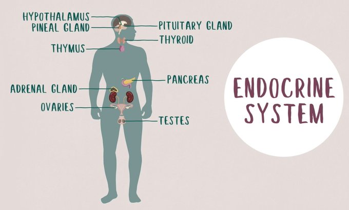Society for Endo (@soc_endo) on Twitter photo Today is #EuropeanHormoneDay! We're sharing useful resources highlighting <a href="/ESEndocrinology/">European Society of Endocrinology (ESE)</a>'s 10 recommendations for good hormone health, #BecauseHormonesMatter.
But first, back to basics: what is endocrinology? Watch our fun, animated video to learn more: ow.ly/8V9W50Rm68x Today is #EuropeanHormoneDay! We're sharing useful resources highlighting <a href="/ESEndocrinology/">European Society of Endocrinology (ESE)</a>'s 10 recommendations for good hormone health, #BecauseHormonesMatter.
But first, back to basics: what is endocrinology? Watch our fun, animated video to learn more: ow.ly/8V9W50Rm68x