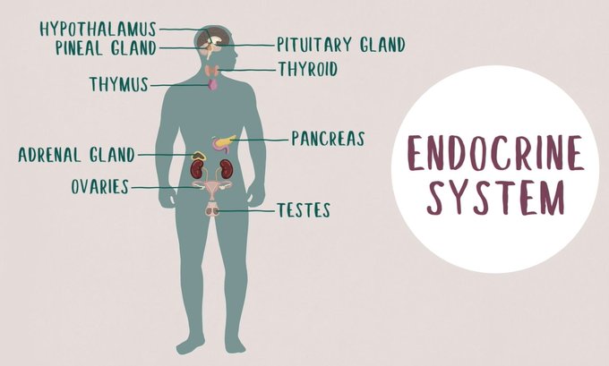 Today is #EuropeanHormoneDay! We're sharing useful resources highlighting @ESEndocrinology's 10 recommendations for good hormone health, #BecauseHormonesMatter. But first, back to basics: what is endocrinology? Watch our fun, animated video to learn more: ow.ly/8V9W50Rm68x