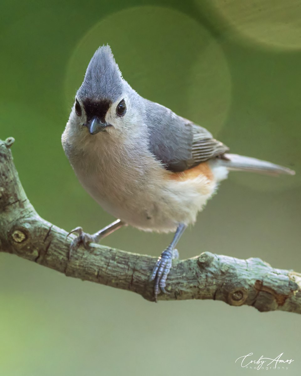 Tufted Titmouse . ko-fi.com/corbyamos . linktr.ee/corbyamos . #birdphotography #birdwatching #BirdTwitter #twitterbirds #birdpics #BirdsofTwitter