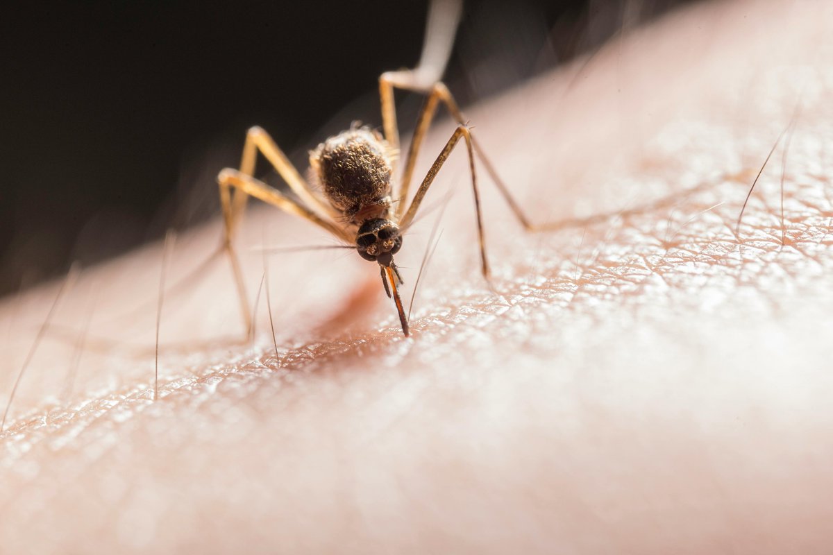 Dengue infections in pregnant women may have a negative impact on the first years of children’s lives, new study has found. Learn more about the research conducted by Dr @LiviaMenezez from @unibirmingham & Dr @MFKoppensteiner from @UniOfSurrey: birmingham.ac.uk/news/2024/deng…