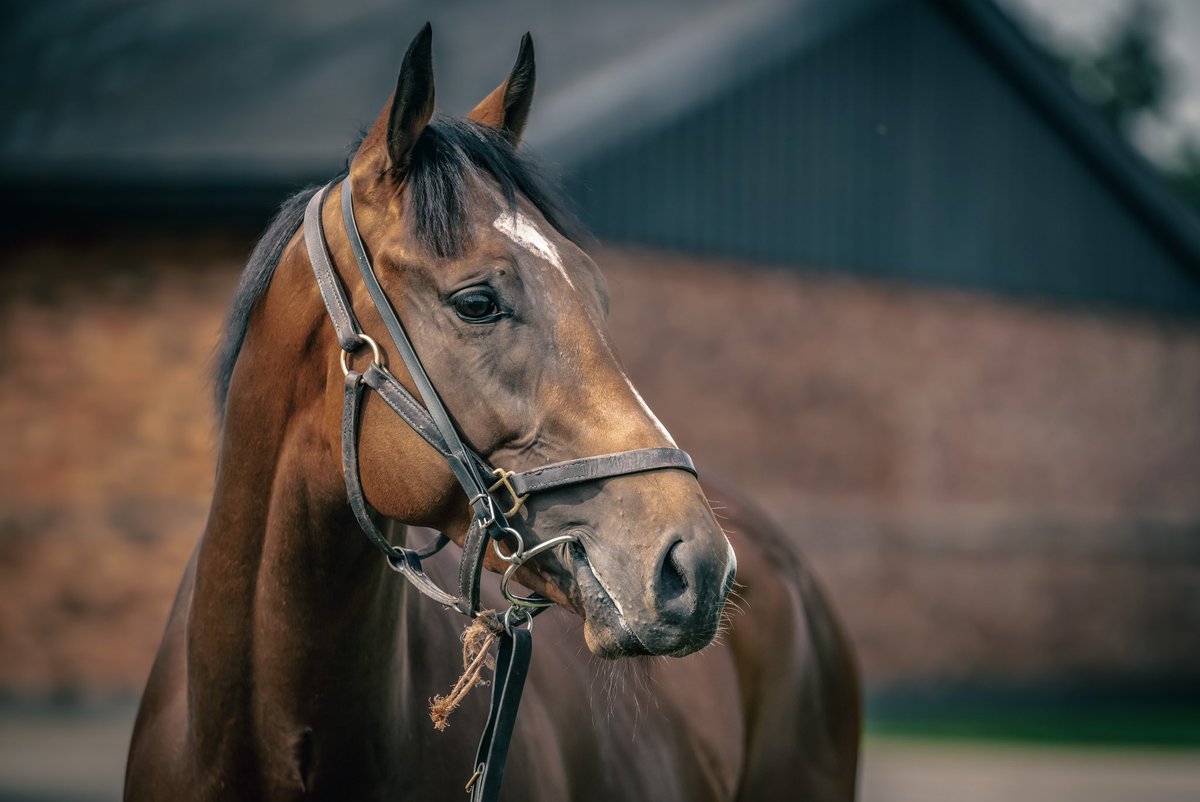 1️⃣ We have one runner today at @CatterickRaces. Cast No Shadow (3:17) will be ridden by @jasonhart13 from stall 3 for the @Coral Racing Club. @Coral @HM3Legal @nafuk #TeamMHS