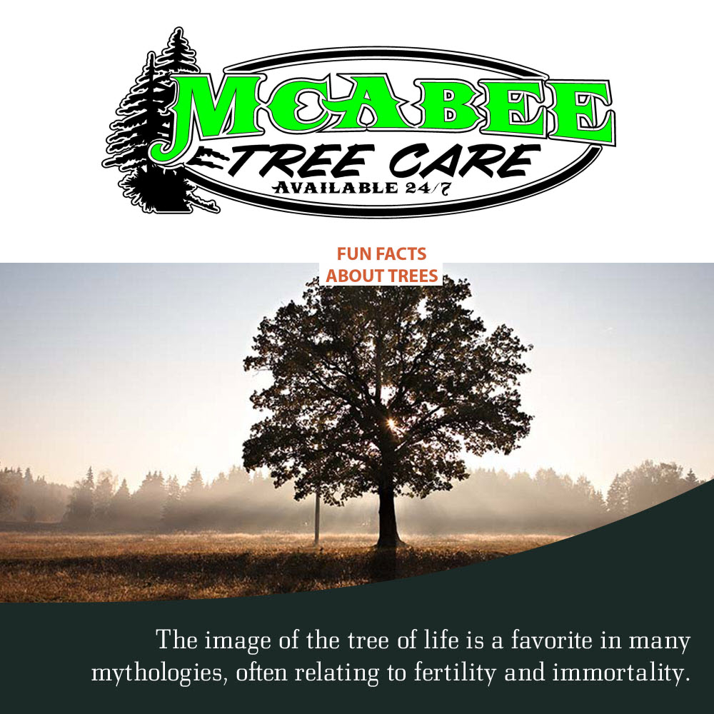 McAbeeTreeCare's tweet photo. McAbee Tree Care is a family owned and operated company serving North Georgia. Visit our website at: https://t.co/y2nLvwrmN0 for more information or to schedule a free estimate! #mcabeetreecare #treeremoval #treetrimming #treeservice https://t.co/0hibm15UvR