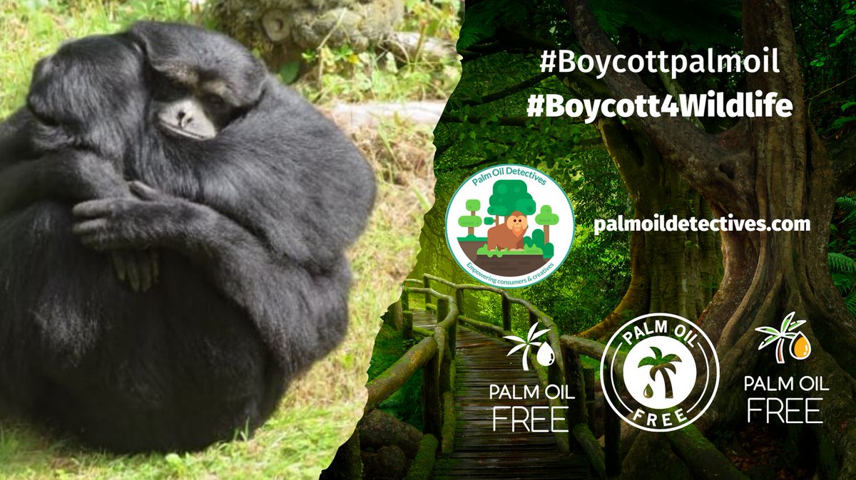 “Sustainable” palm oil = #greenwashing. Instead #Boycottpalmoil every time you shop. Ingredient names: STEAR GLYC PALM LAUR are generally #palmoil. Avoid these and #Boycott4Wildlife palmoildetectives.com/2021/02/11/pal… via @palmoildetect