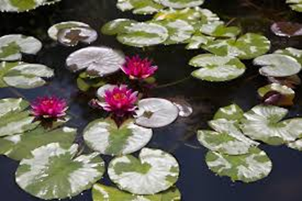Did you know... there is plenty to do in your garden this month. If you have a pond, you can: 1.divide water plants, 2.divide and replace waterlillies, 3.contain vigorous pond perennials, 4.feed large aquatic plants. #shareyourgardentips @TPASGill