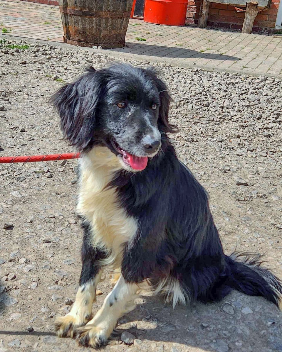 Meet Pickles.  He is in kennels in #Worcestershire This medium sized boy is nearly 2 years old, and looks like a mini Collie or a Sprollie. He needs a home with another dog (or dogs) and could live with children over 10 years old.
#Shropshire #Staffordshire #Derbyshire #Oxford