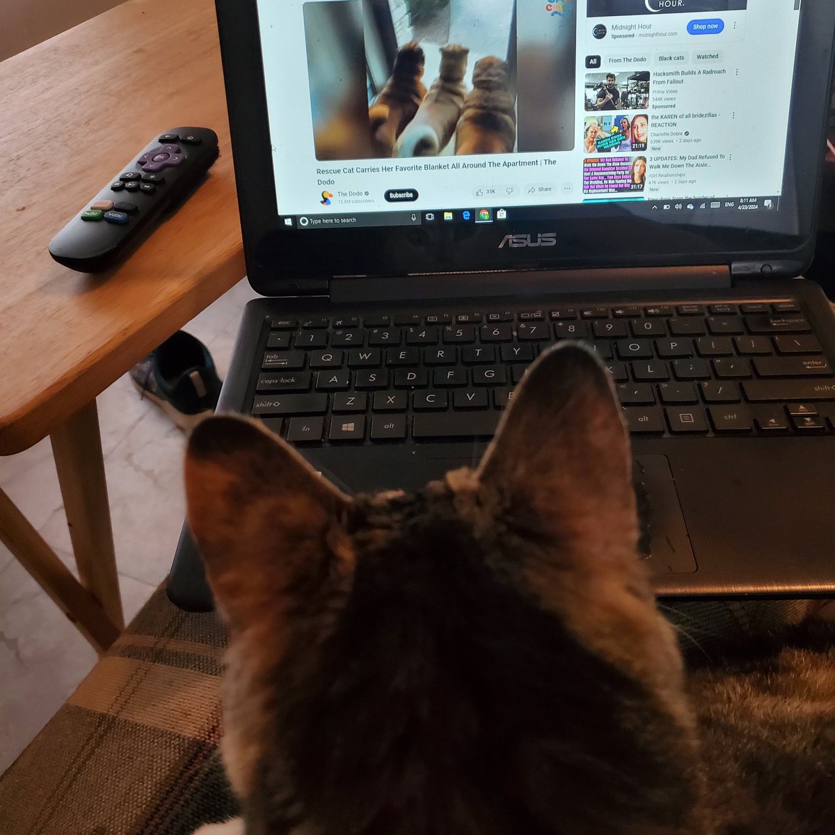 My cat enjoys watching cat videos,  lol