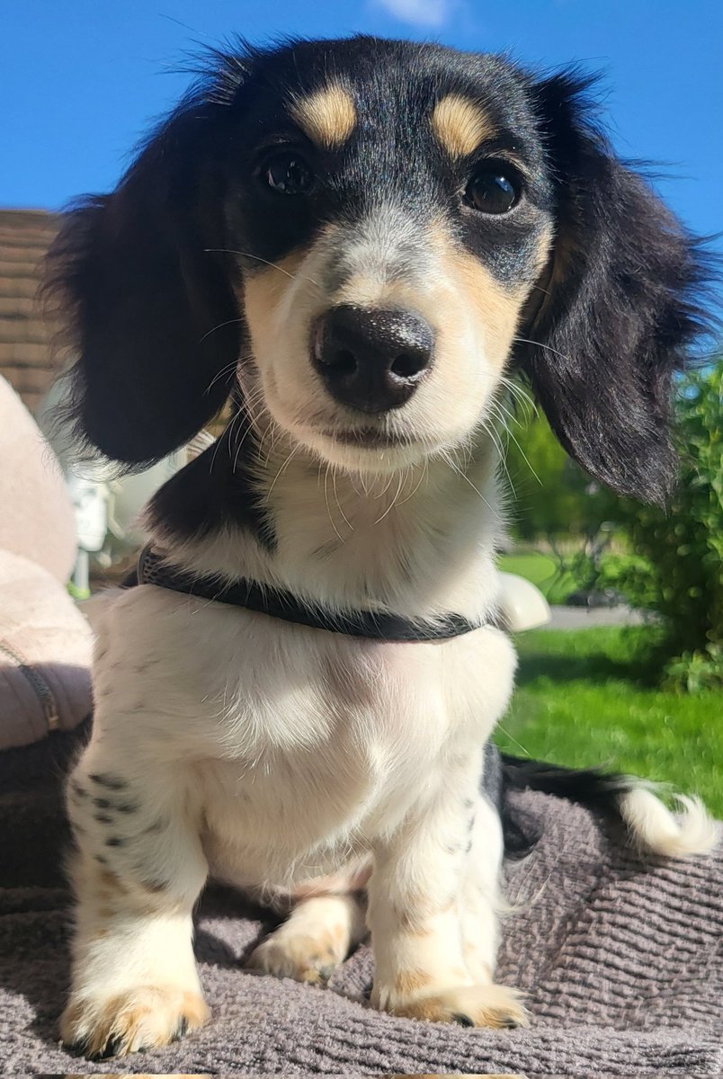 You can see in my eyes how docile I am.... 😉🤭🐾 #Bandita #Zelda #DogsofTwittter #Dachshund #Doxie #Teckel