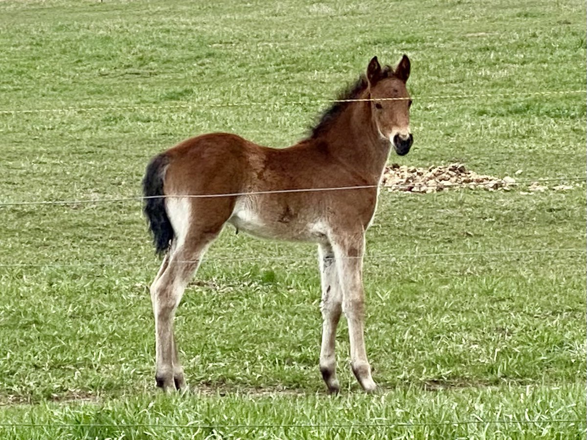 rsquaredranch's tweet photo. New #Rockymountainhorse babies are the best!

#rockymountainhorse #gaitedhorse
#ranchhorse #allaroundhorse #trailhorse #cowhorse 
#ropehorse #westernlifestyle #westernlifestyle #cowgirlstyle #horsemanship
#mountainhorse #horsebackriding #performancehorse
#ranchriding #familyhorse https://t.co/87HRUFbT1P