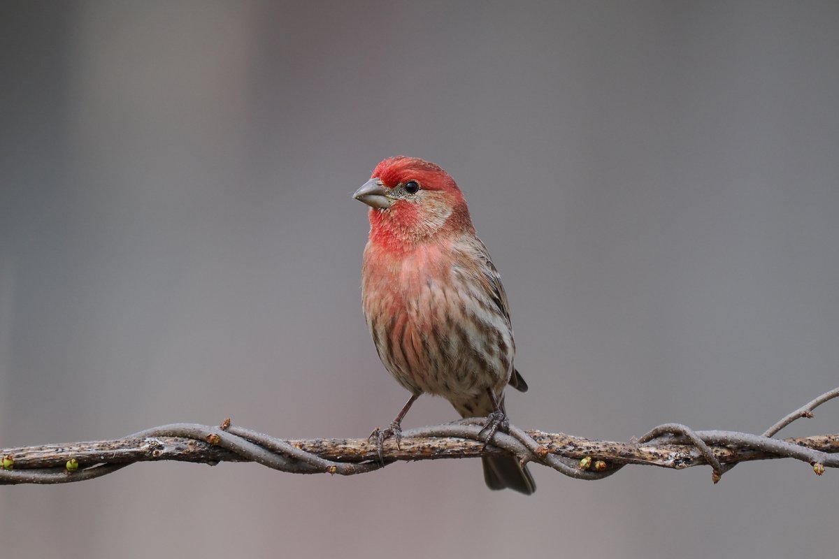 jpsacks's tweet photo. Balancing act 
#birds #birdphotography #naturephotography #wildlifephotography #worcester #worcesterma #centralmass #centralma #TwitterNatureCommunity #nature #massachusetts #birdwatching #finch #housefinch #housefinches #olympusphotography #om1 #urbanbirding #wildlife https://t.co/EmLe3CNTHo