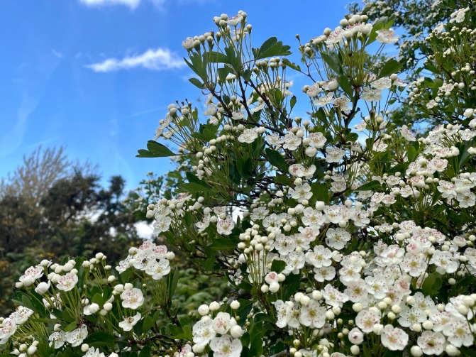 A sliver of blue sky makes all the difference. Hawthorn is my favourite 🤩 #loveukweather @metoffice @ChrisPage90