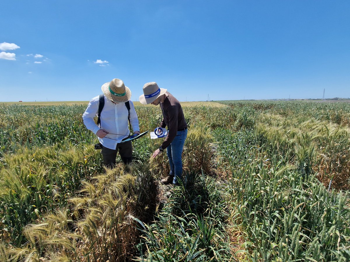 Marta_S_Lopes's tweet photo. Stem rust shining this year. First time observing stem rust spread all over our F3s almost as leaf rust infection rates in the region Rota in Spain. Back in 2020, I saw a few isolated plants, but now, all over. @Oscar_Teix @jmsoriano77 screening #SUSWHEAT #nextgeneration https://t.co/VhwxePXvoA